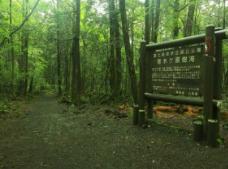 日本自杀森林青木原树海，每年自杀上百人的死亡森林