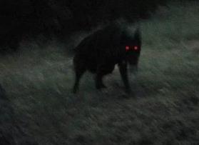 英国幽灵黑狗是厄运及死亡的象征，它是否真的存在呢？