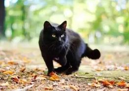 陌生黑猫上门吉利吗？陌生黑猫上门预示什么