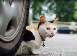 开车压死猫直接开走了怎么弥补，开车压死了猫有什么讲究没有