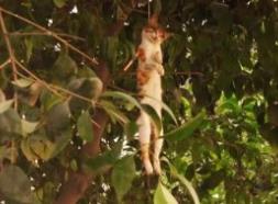 为何死猫要被挂树上？这事竟与道士有关！