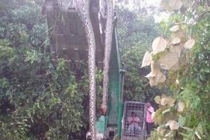 辽宁挖出140岁蛇精，体长16米挖掘司机当场被吓死