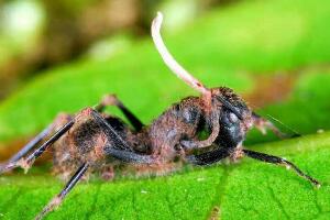 僵尸蚂蚁真的存在，寄生真菌能将蚂蚁变僵尸(图片/视频)