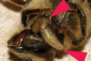 寄生蝇感染的僵尸蜜蜂，被吃掉脑髓和器官后惨死(图片)