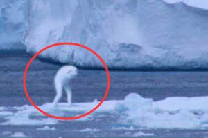 南极鲸人ningen(宁恩)，疑是日本创造的变异生命体(高30米)