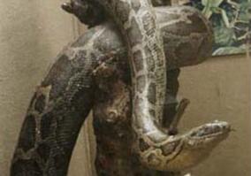 探索辽宁抚顺大蛇事件，铲出140岁大蛇长17米重103公斤