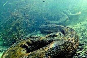 中国发现200米巨蟒是谣言，世界上最大的蛇不超过15米