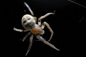 人面蜘蛛有毒吗，人面蜘蛛多少钱一只(图片)