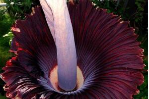 世界上最恐怖的花:尸花，开花时会散发尸臭的味道(图片)