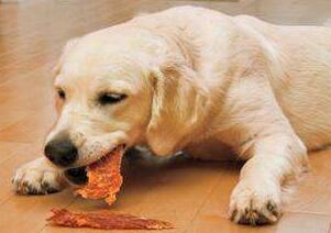 狗为什么不吃狗肉？揭秘狗不吃狗肉科学解释