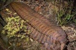 千足虫马陆，远古巨型霸王虫长达3米无天敌(图片)