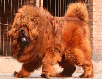 寿命最长的狗，中国神犬藏獒可活20年之久