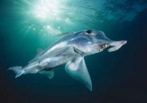 生活在深海幽灵鲨，存活地球3亿年以上/海洋中活化石