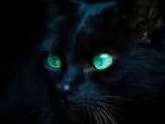 养猫的诡异禁忌黑猫，黑猫招邪/病床前晃悠必死人