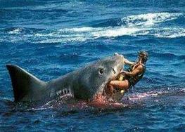 恐怖鲨鱼吃人血腥图片，整口生吞咬断腰部内脏流出