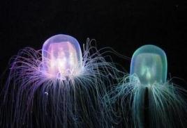 海洋最毒生物澳洲方水母，3分钟就吞噬掉人命