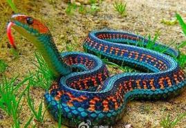 东南亚最神秘莫测的毒蛇，蓝长腺珊瑚蛇有致命神经毒素（一口就凉凉）