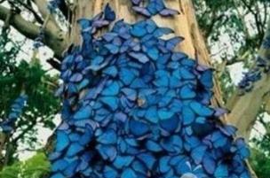 揭秘美国洛杉矶蝴蝶树之谜，成千上万的蝴蝶栖息于松树上（蝴蝶王国）