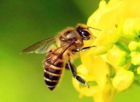 揭秘蜜蜂的飞行之谜，高频振翅达到快速飞行的目的（每秒240次）