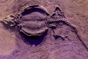 现今已经灭绝的三叠纪龟龙，头似恐龙背顶尖刺甲壳/很像玄武神兽
