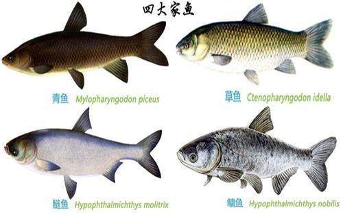 中国四大家鱼是哪四种，鲢鱼/草鱼/鳙鱼/青鱼成为中国食用最多的鱼