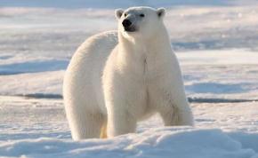 北极熊为什么不吃企鹅，因地域不同无法接触（身处南北两极）