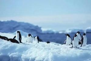 北极为什么没有企鹅？南极为什么没有北极熊（企鹅起源于赤道）