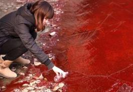 揭秘赤潮为什么是红色的，赤潮藻因海水污染而爆炸性增殖（染红大海）