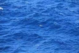 为什么海水是蓝色的，海里的浮游物吸收光折射出蓝色