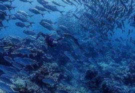 太平洋最深处有多少米，太平洋最深处在哪里(珊瑚海9174米)