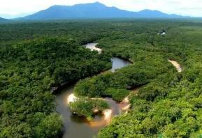 地球之肺是哪片热带雨林，亚马逊雨林是地球之肺/维持大气平衡