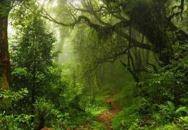 揭秘原始森林有多可怕/野生动物天堂，盘点世界十大原始森林排名