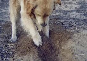 狗狗为什么喜欢刨土，埋藏猎物/挖狗洞/无聊/睡觉（谁才是真相）