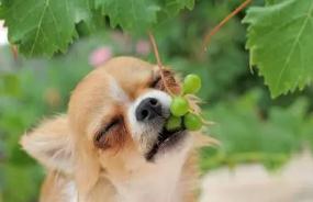 狗为什么不能吃葡萄，葡萄对狗是剧毒/引起急性肾衰竭（致死率近半）
