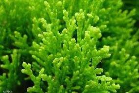 珊瑚草的功效与禁忌，龙须菜和珊瑚草的区别（清热解毒/误多食）
