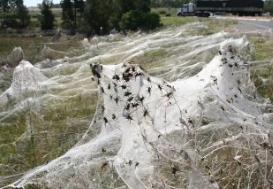 澳大利亚小镇惊现蜘蛛雨，千万蜘蛛从天而降（头皮发麻）