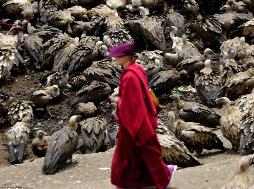 什么是天葬？西藏佛教徒的一种葬礼（让秃鹫吃掉死者尸体）
