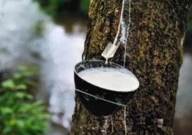 能产“牛奶”的树是什么树：索维尔拉（产自南美厄瓜多尔）