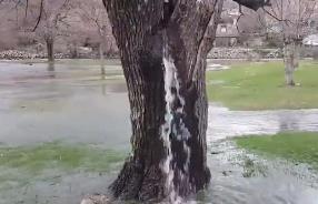 全球唯一会“喷水”的树，几十年没有中断过，水是怎么出来的？