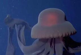 深海中的摄魂怪：冥河水母最早在1901年于南极海域发现