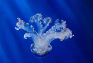 倒立水母：能倒立在海洋里的物种（和其他不同）