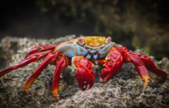 红石蟹：比煮熟螃蟹还要红（可360度走动砍掉四肢再生）