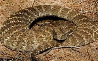 南部棘蛇：澳洲本土最毒的蛇类（人被咬伤后6小时毙命）