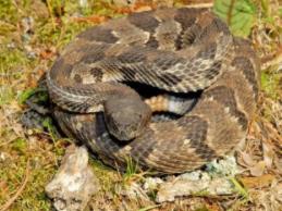 木纹响尾蛇：北美唯一的响尾蛇（能完美隐藏于落叶下）