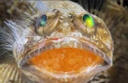 后颌鱼：一种具有超强责任心的网红鱼（模范父亲）