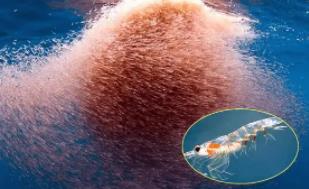 南极磷虾：一个种群中包含1-3万只（蓝鲸就依靠它生活）