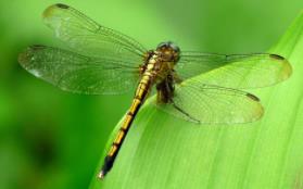 飞行王者是什么动物？蜻蜓，拥有着超强大的飞行能力