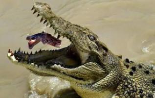 湾鳄：世上最凶残的鳄鱼（湿地食物链最高首脑）