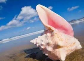 女王凤凰螺：体型最大的软体动物之一（数千只聚集生活）