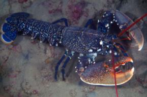 欧洲龙虾：英国海岸分布最广的龙虾（体长可达1米）